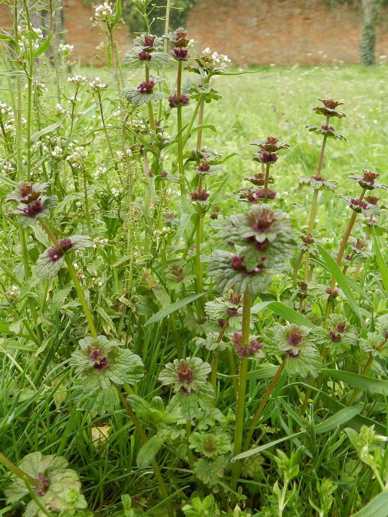 Lido di Venezia (VE) : Lamium amplexicaule